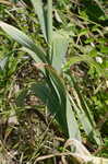 Broadleaf wild leek